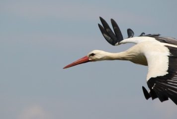 Cigogne