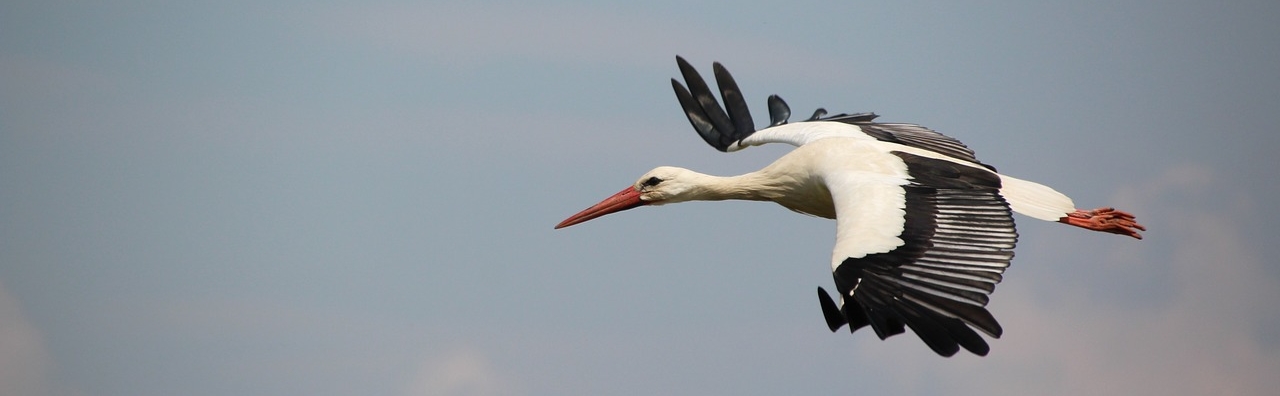 Cigogne