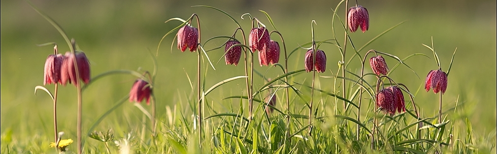 Fleur orchidées