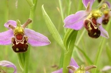 Fleur orchidées