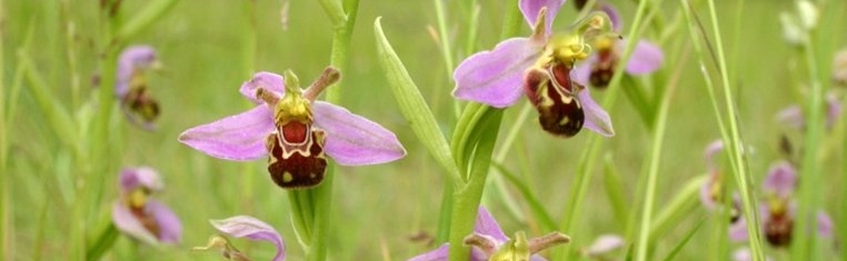 Fleur orchidées